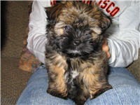 Buster poses on a lap